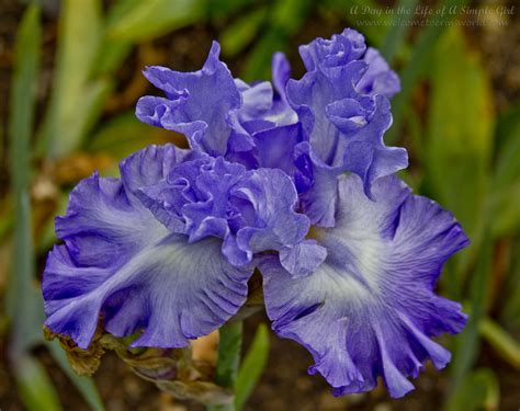 Schreiners iris - This offspring of our azure blue Oregon Skies is evocative of the waters off our Oregon coastline. Open Ocean ’s gently pleated petals are saturated in soft marine blue. Yellow-tipped beards and slight veining on the falls add some necessary tension. Branches bearing 8 buds per stem display this classically formed hybrid.